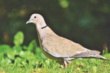 הרחקת יונים